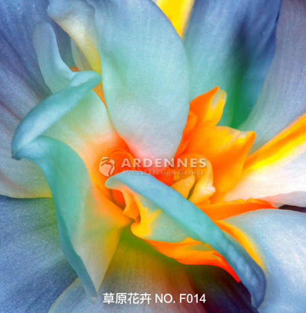 草原花卉F014