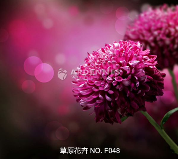 草原花卉F048
