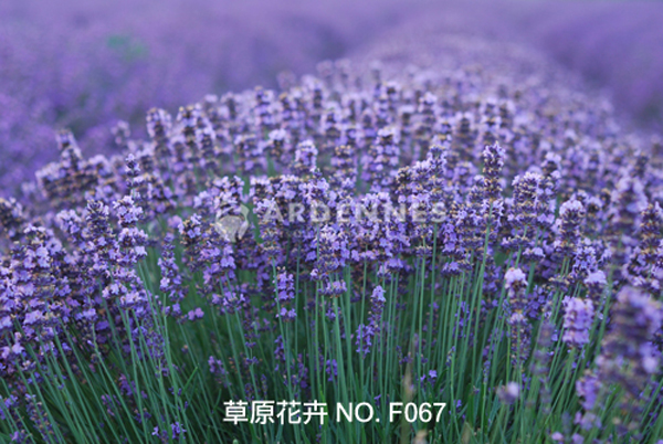 草原花卉F067